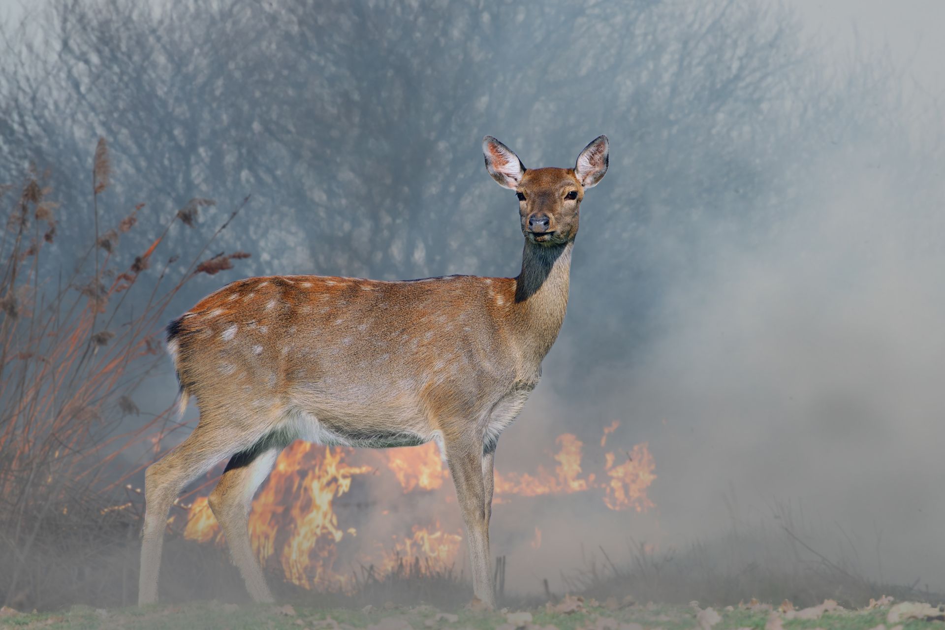 A deer is standing in front of a forest fire.