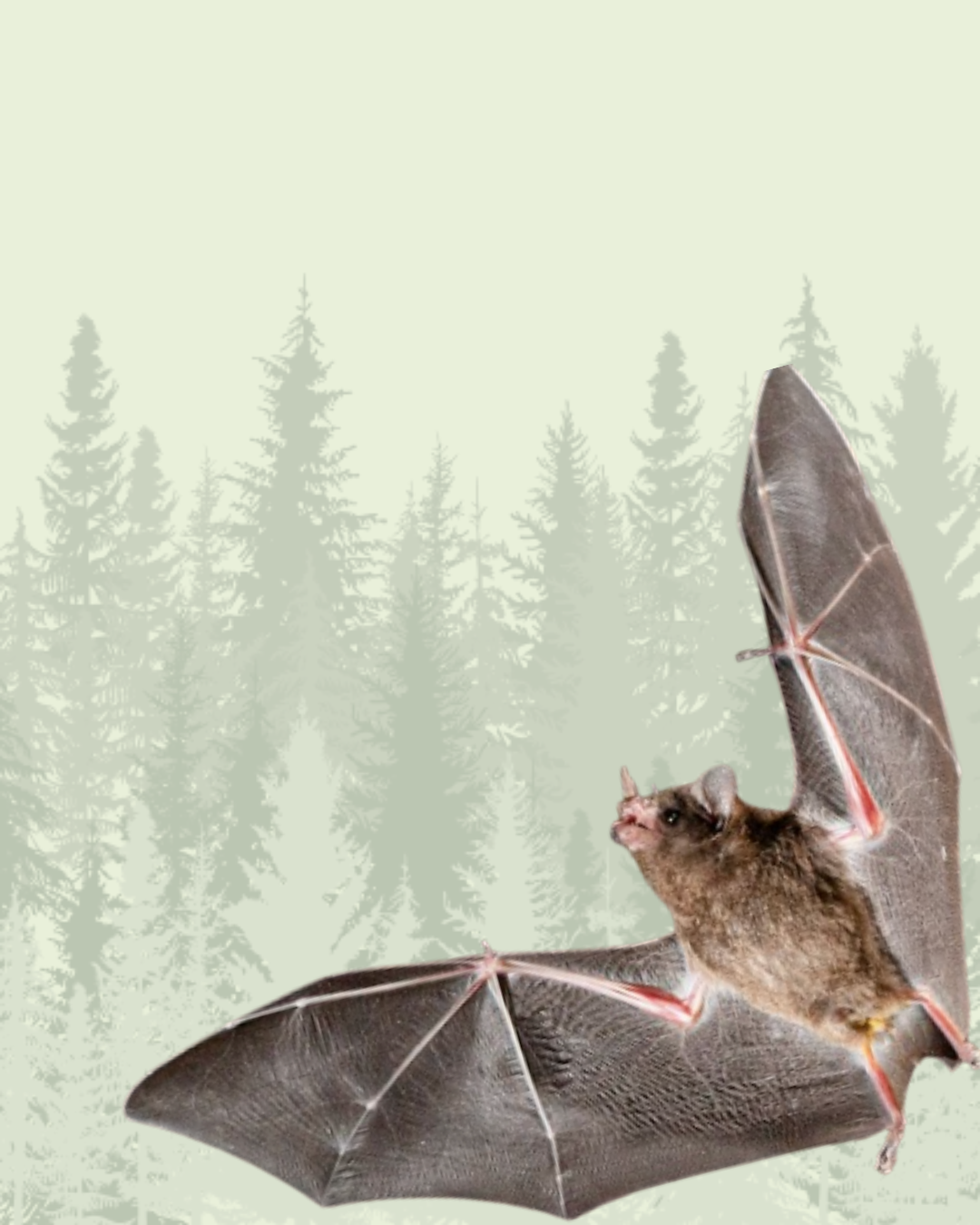 Bat