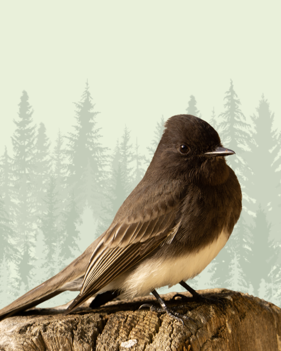 Black Phoebe
