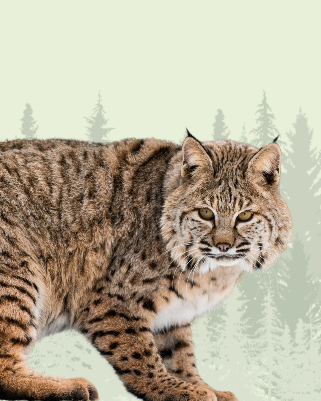 Bobcat