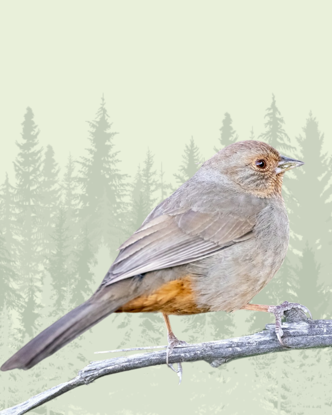 California Towhee