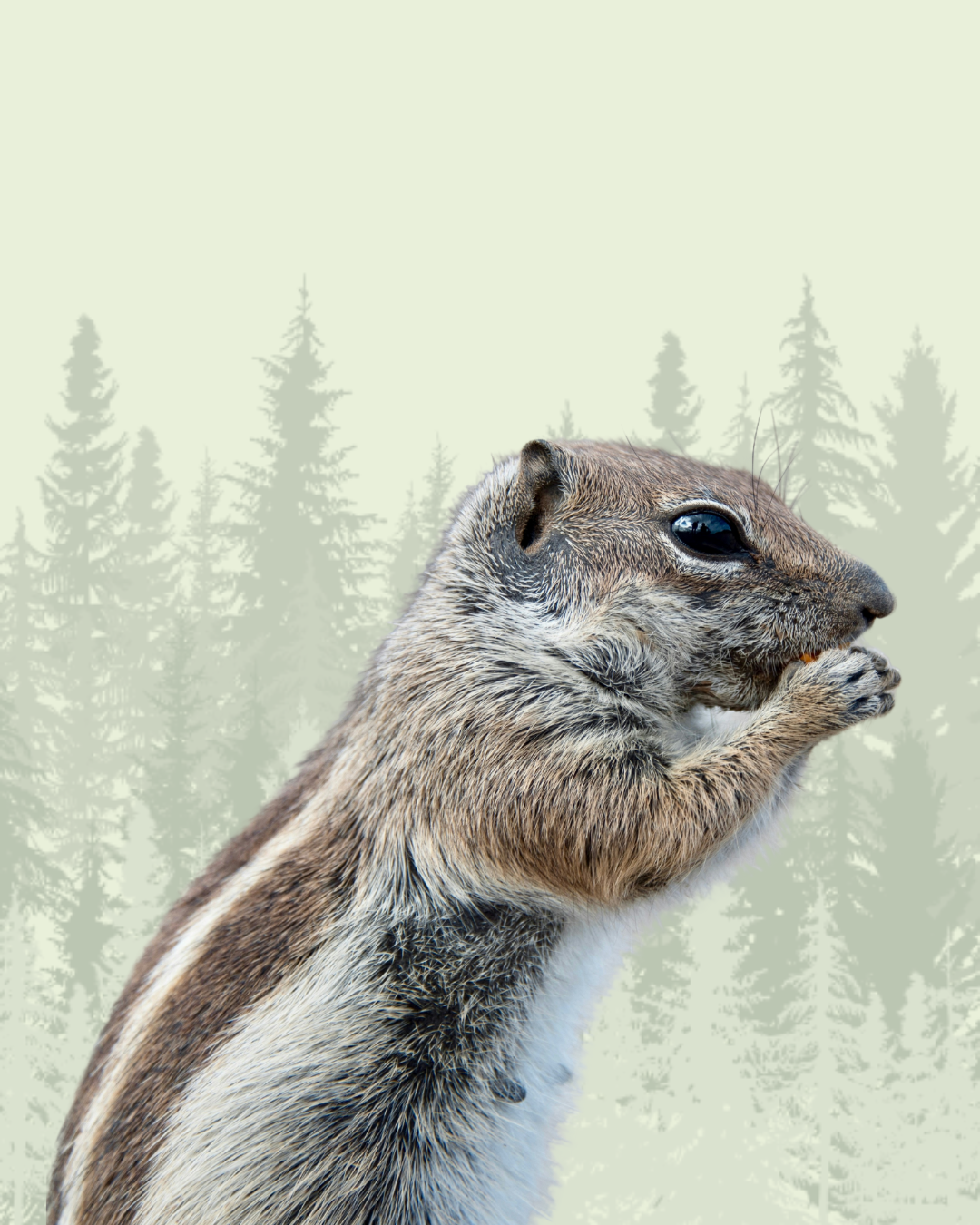 Chipmunk
