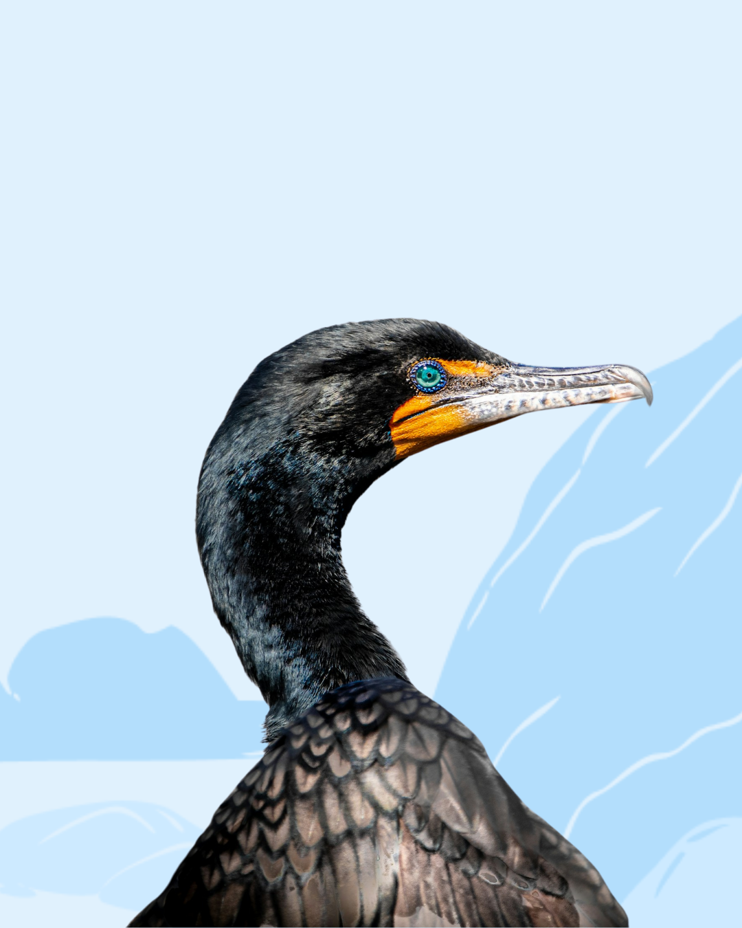 Cormorant