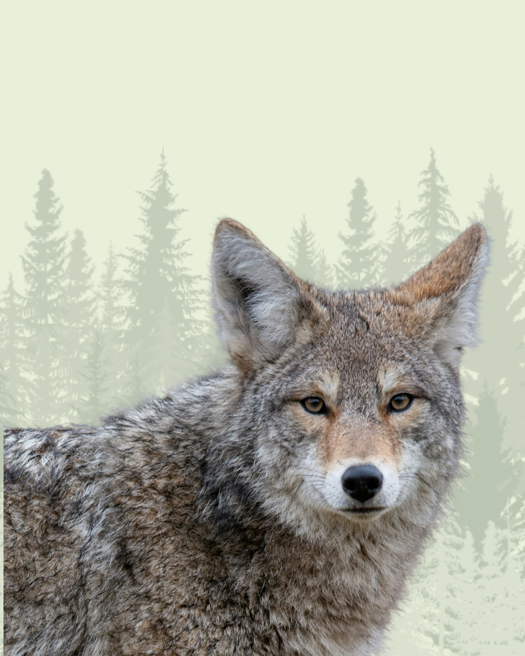 Coyote