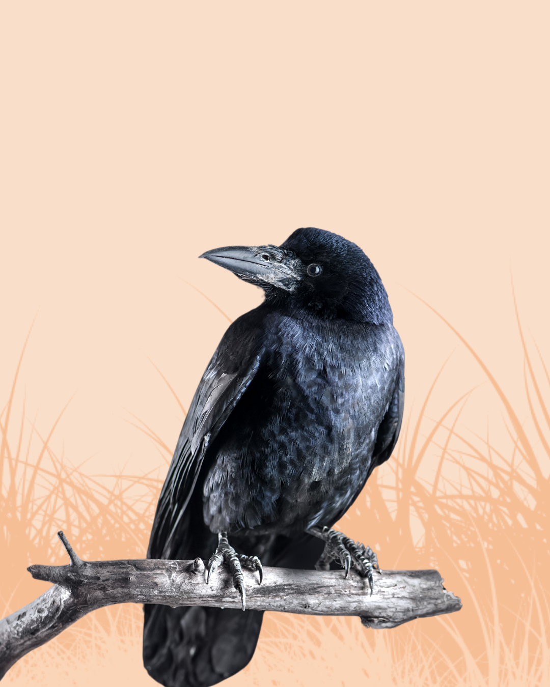 Crow