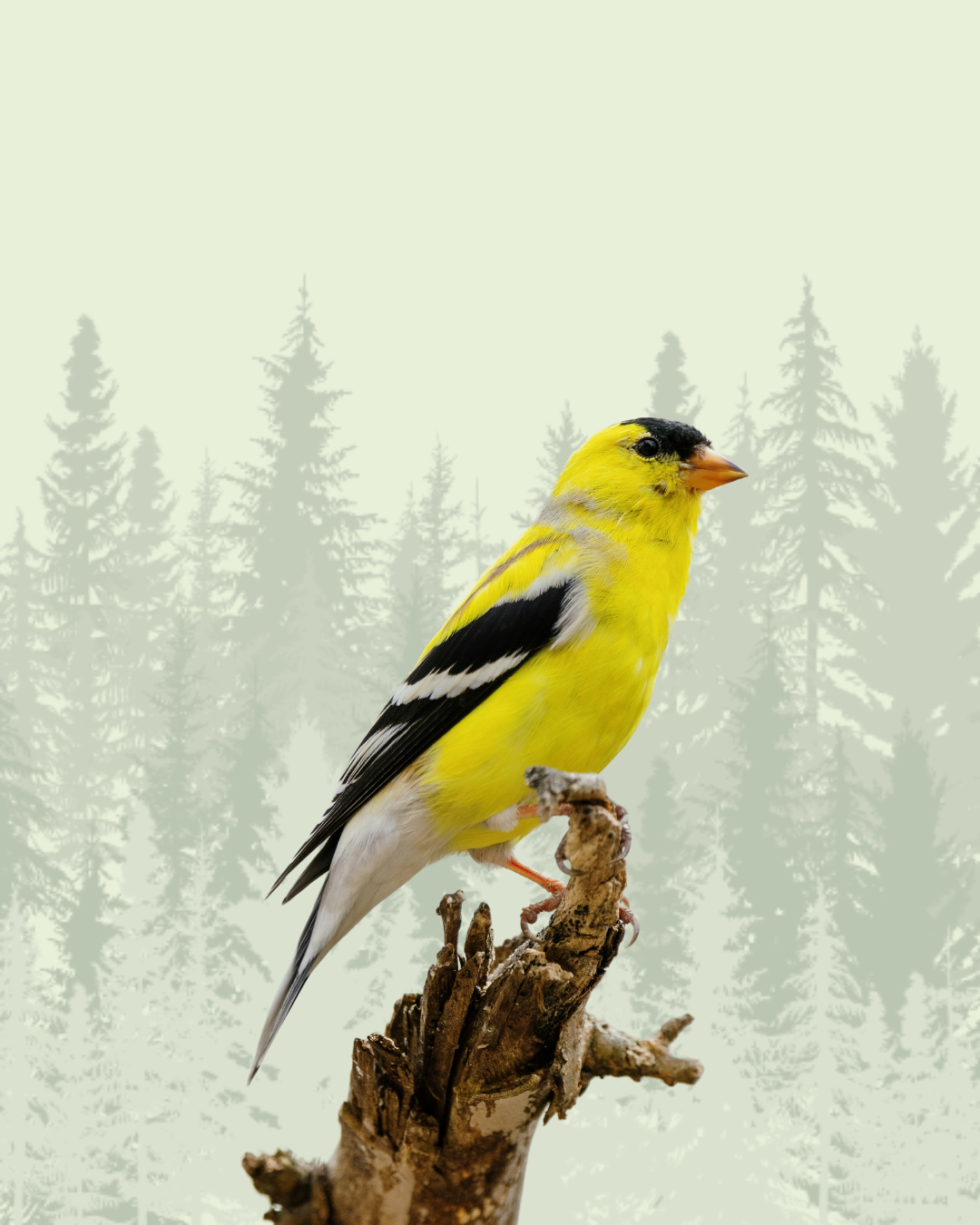 Finch