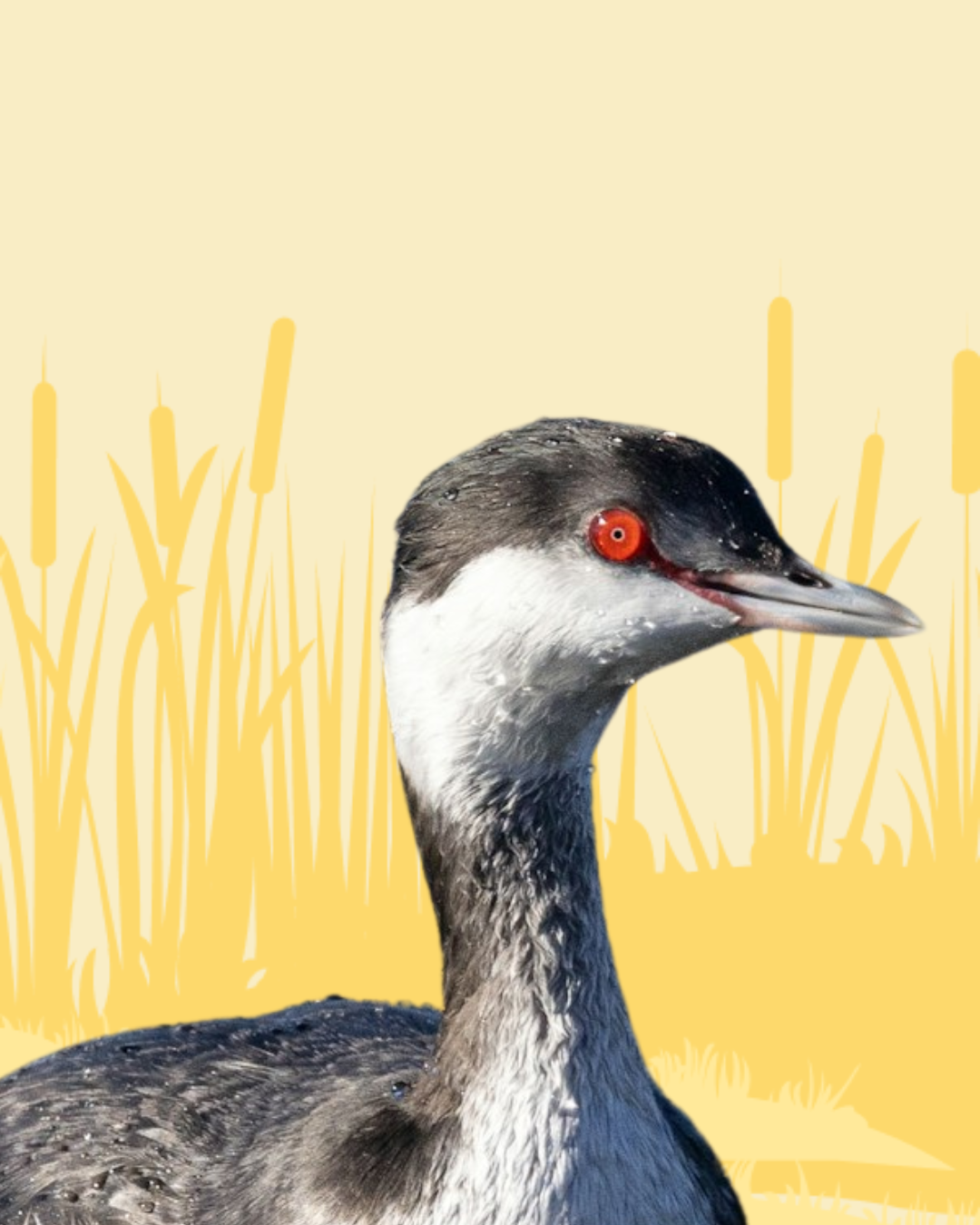 Grebe