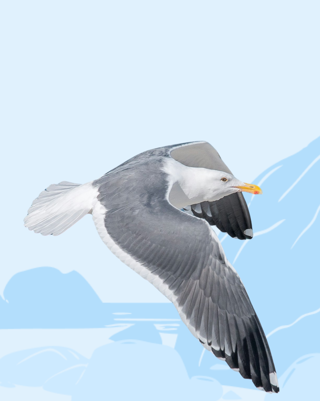 Gull