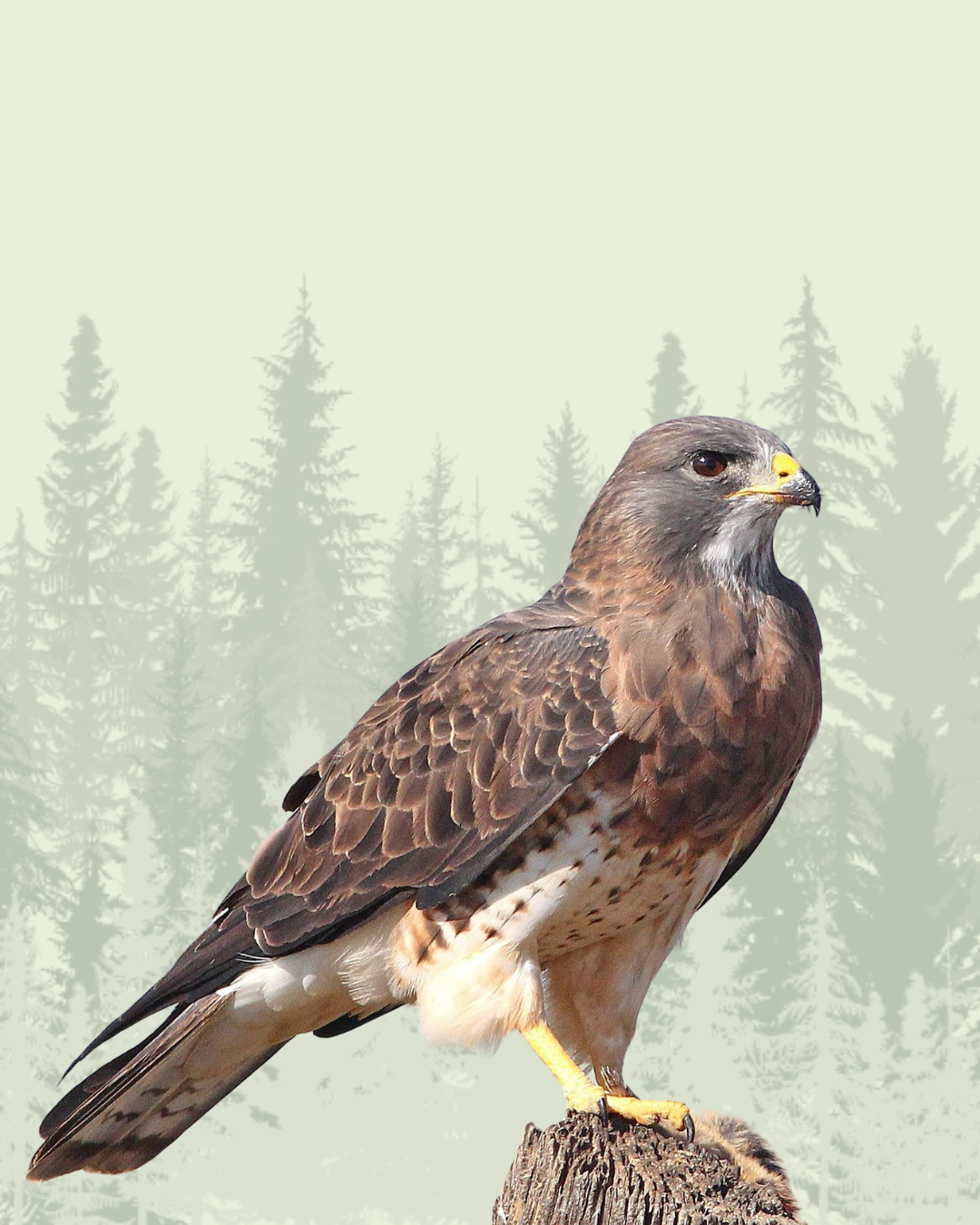 Hawk