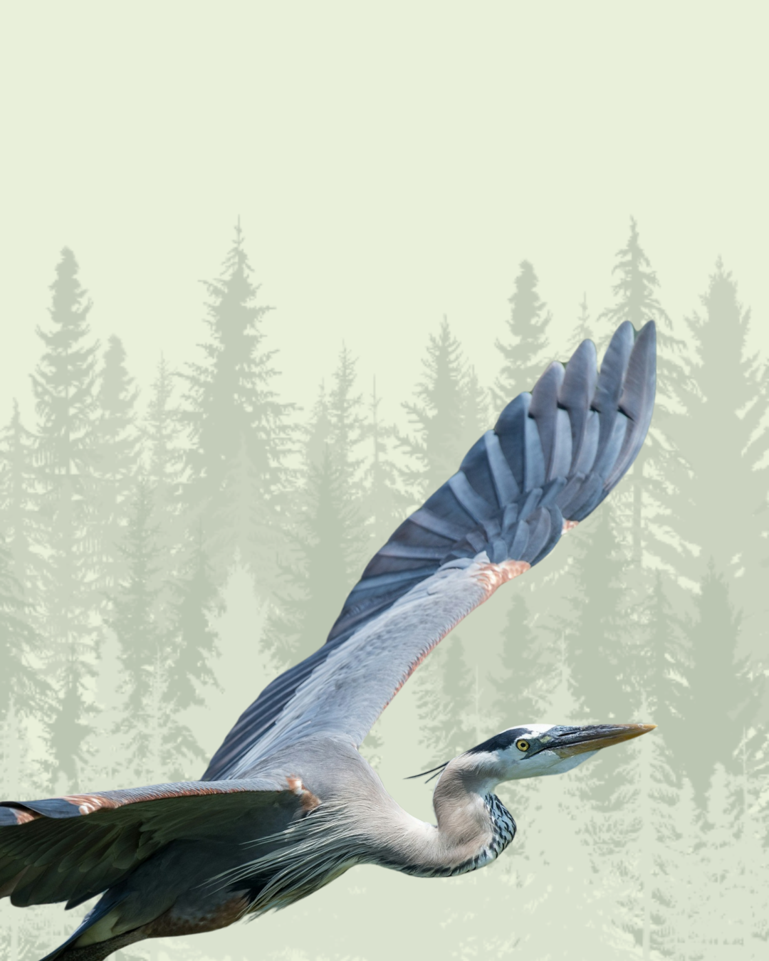 Heron
