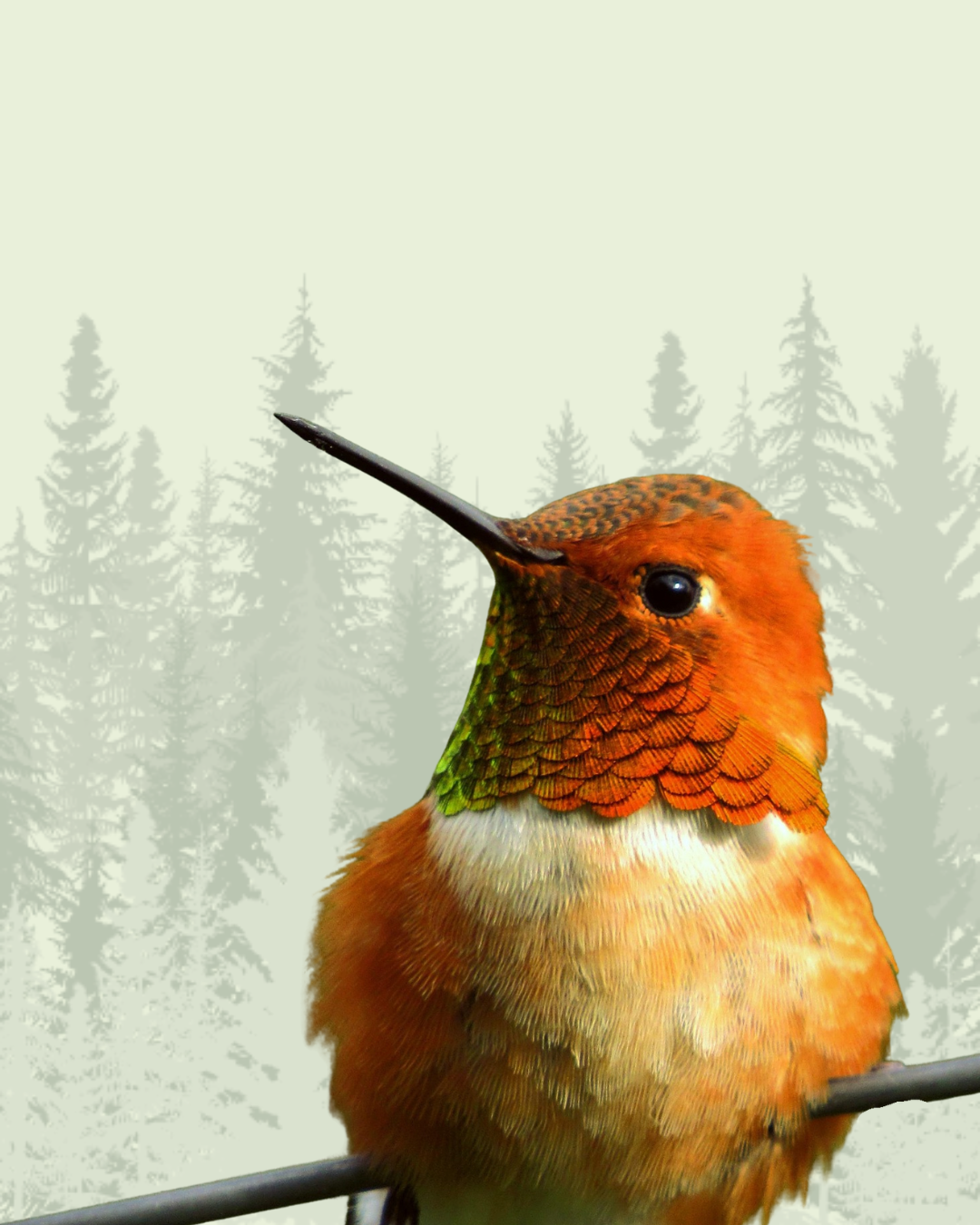 Hummingbird