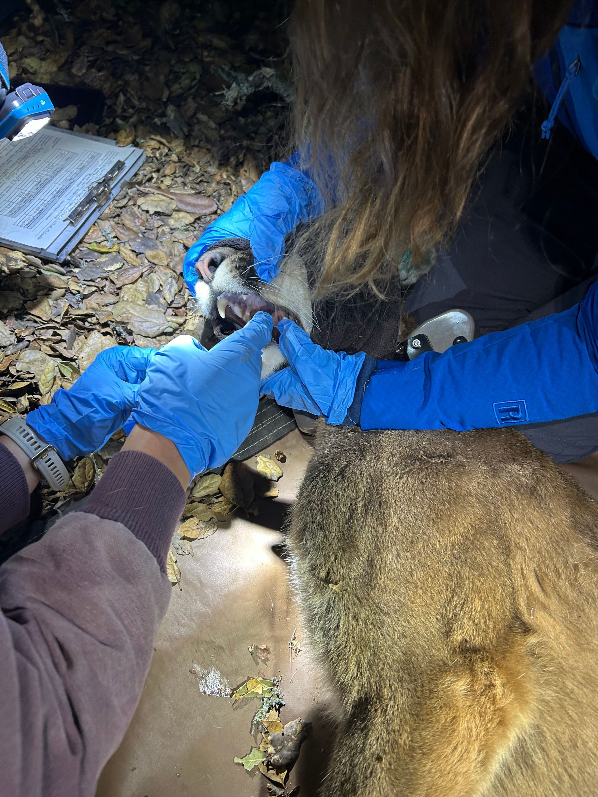 Researchers examine the teeth of a sedated mountain lion.