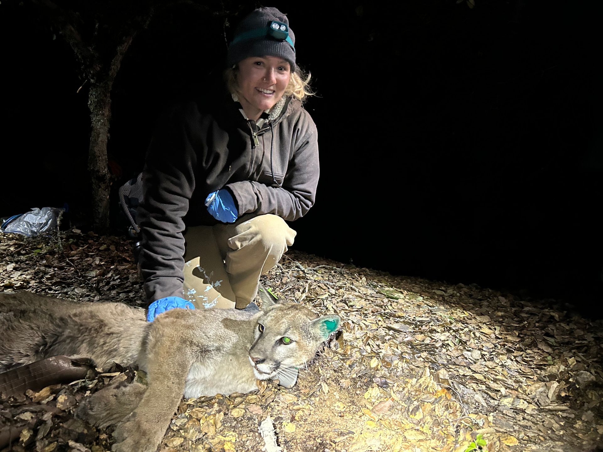 Guest Author, Kaili Falk poses over her subject of study, a mountain lion who is being monitored for movement patterns