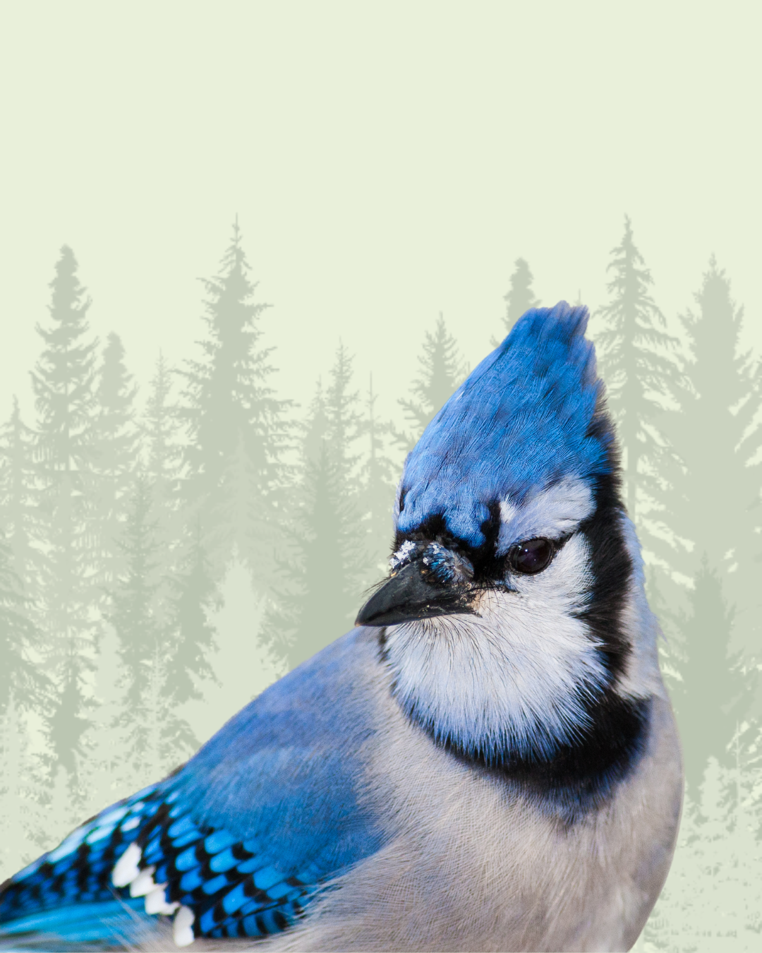 Jay