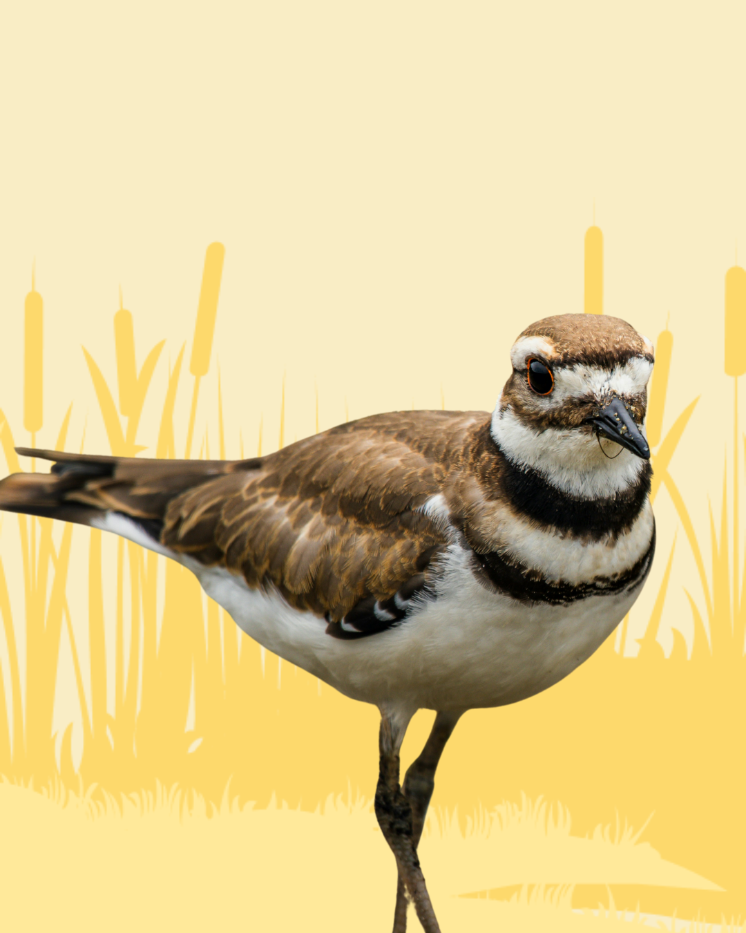 Killdeer