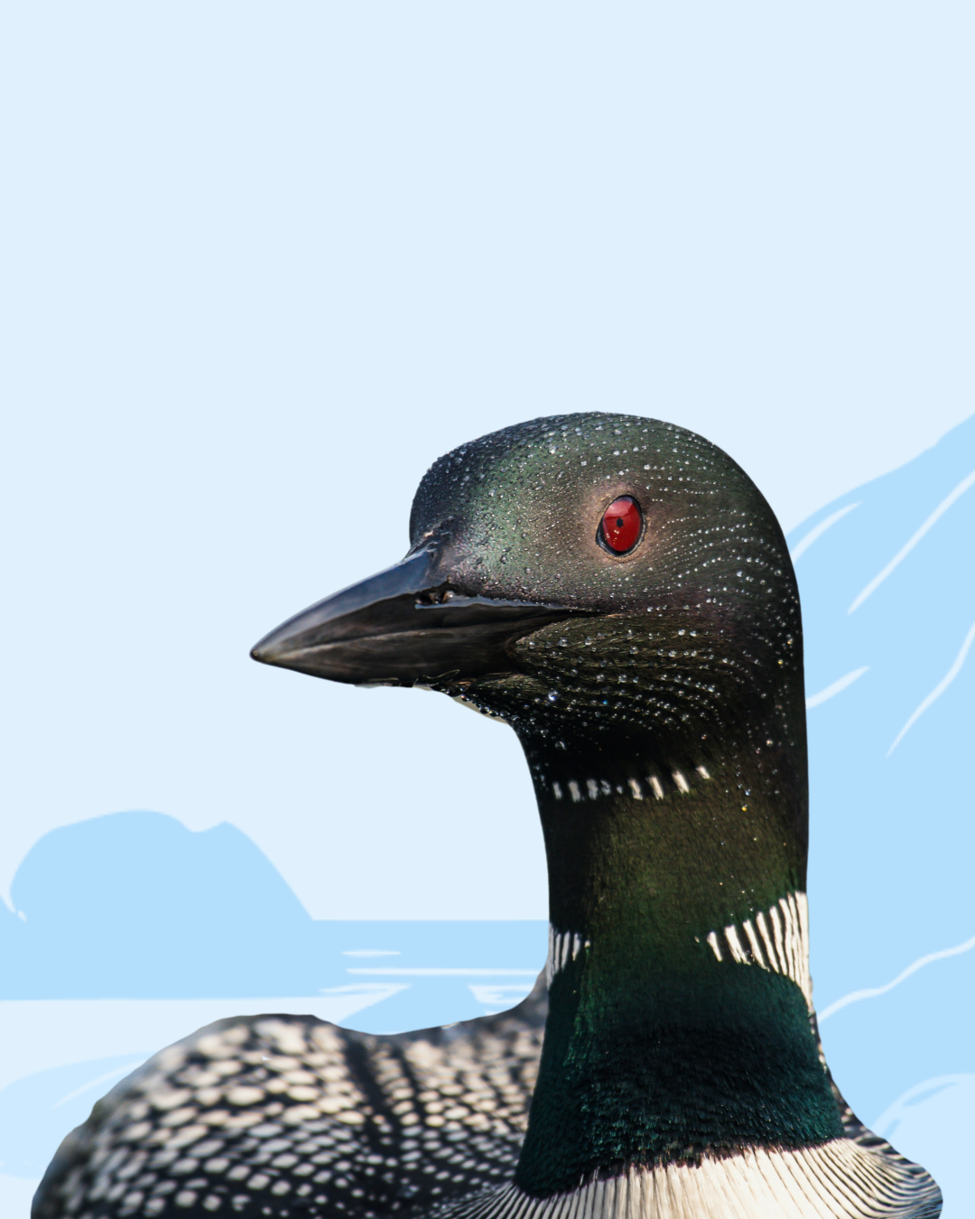 Loon