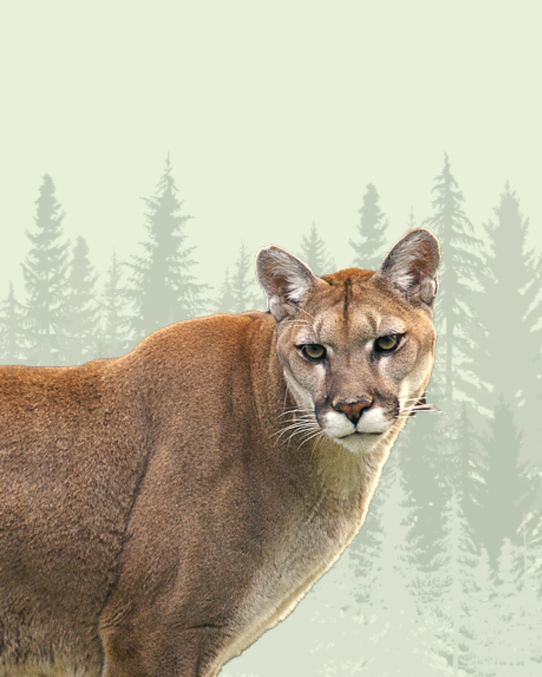 Mountain Lion