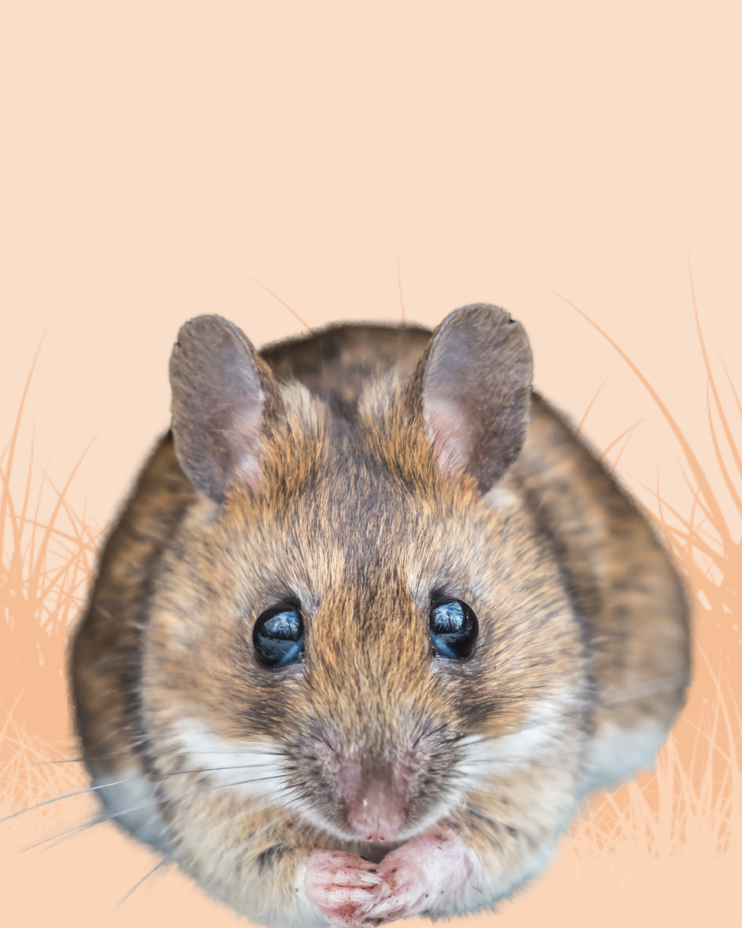 Mouse