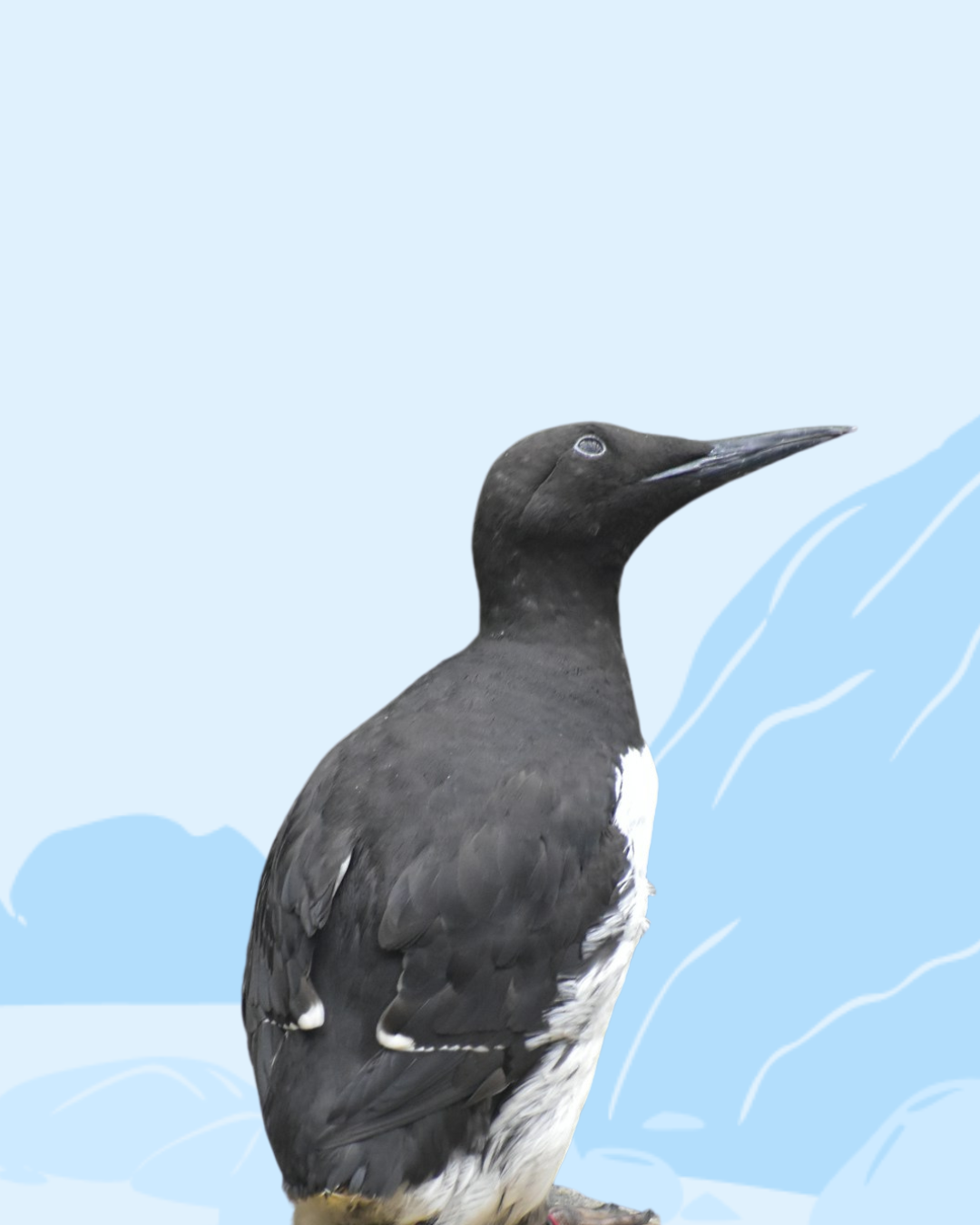 Murre
