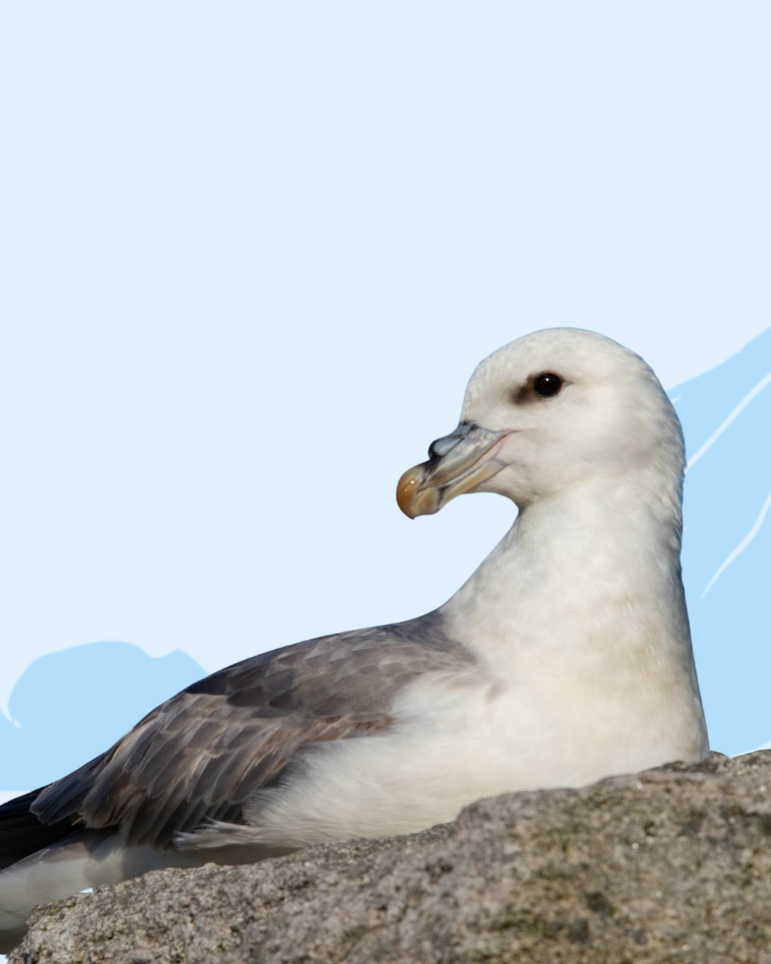 Northern Fulmar