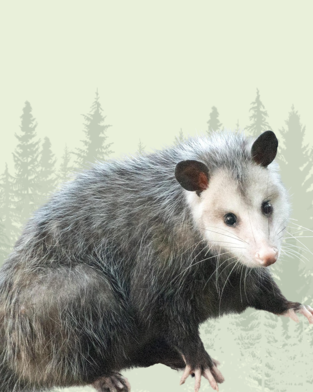 Opossum