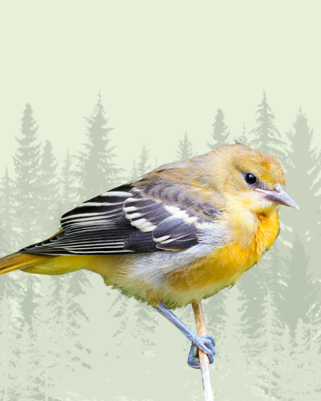 Oriole