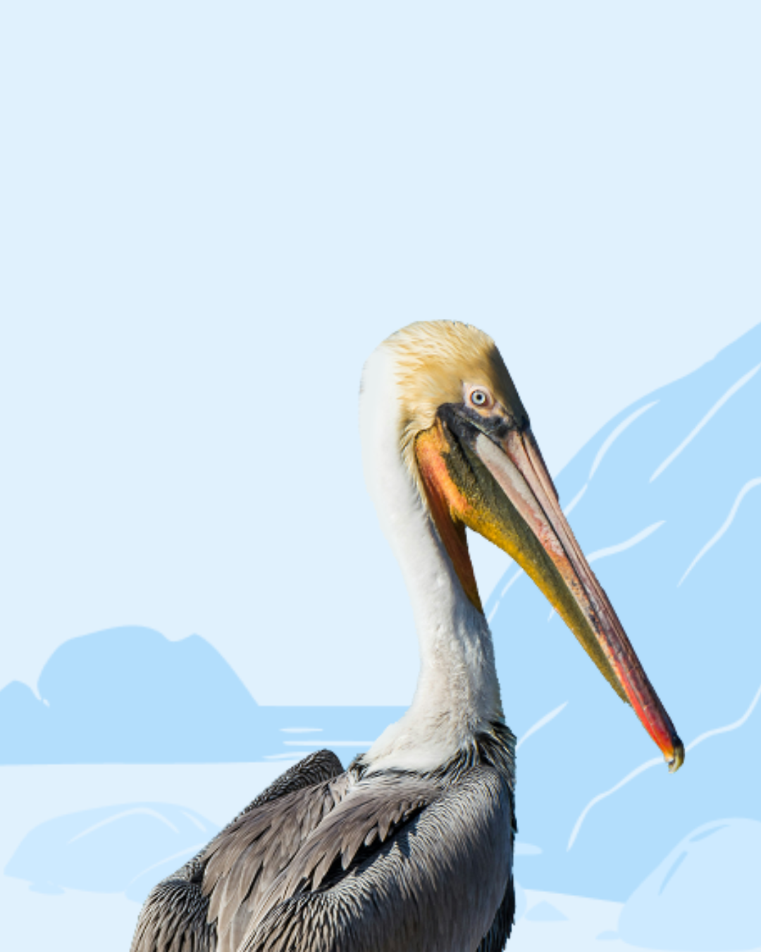Pelican