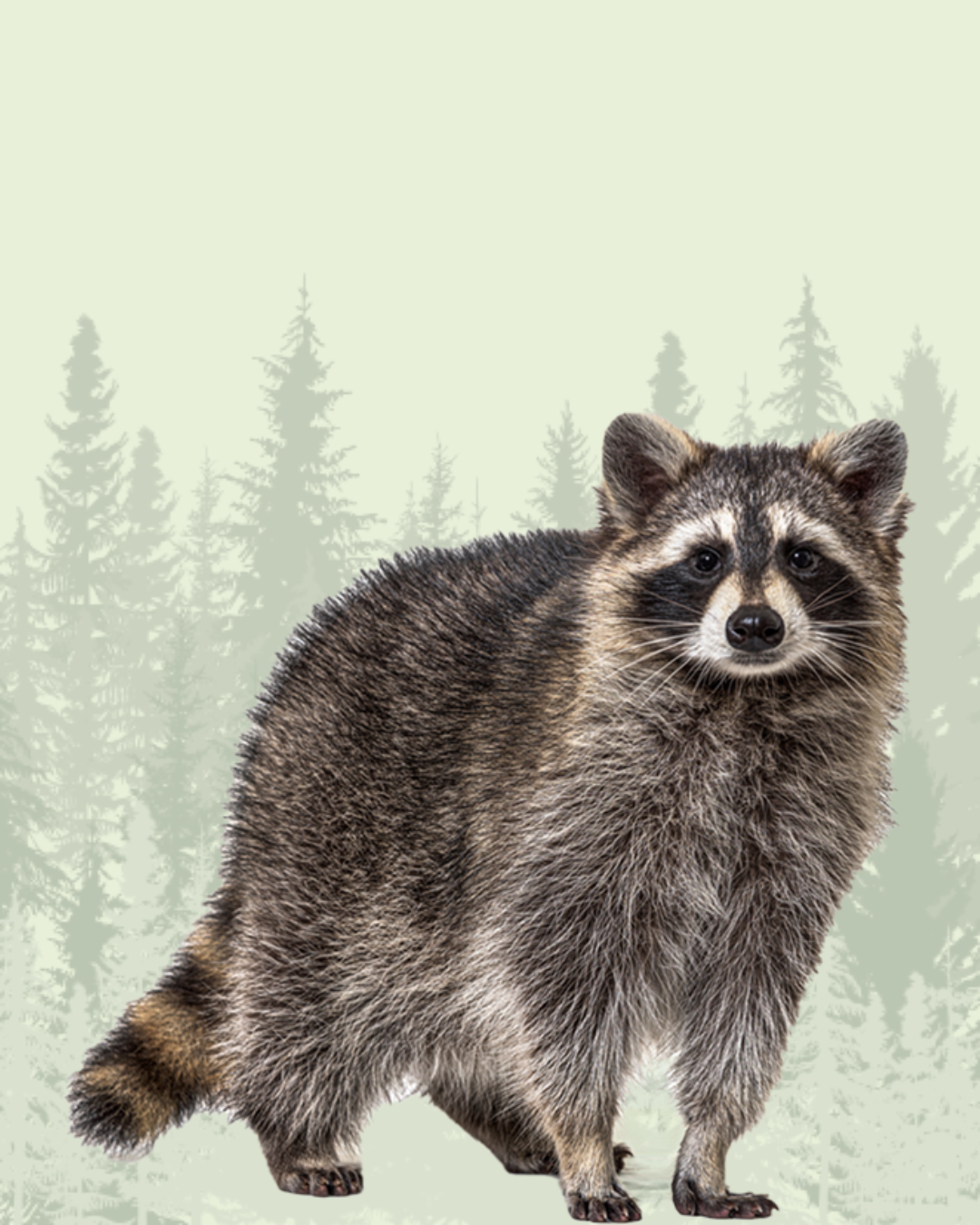 Raccoon