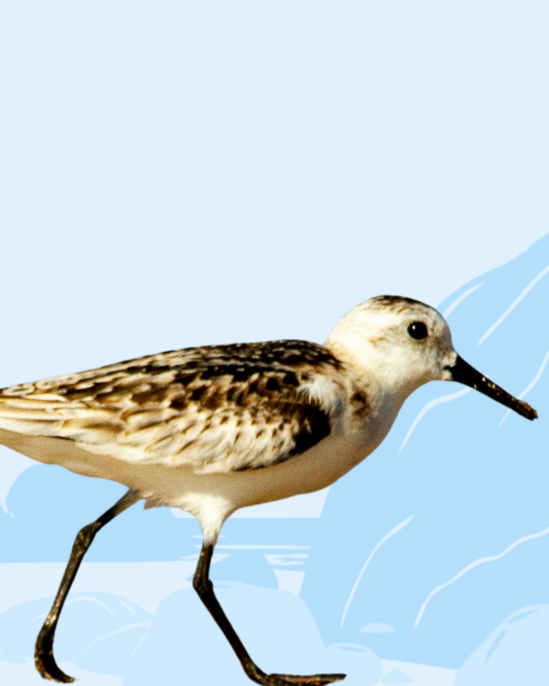 Sandpiper