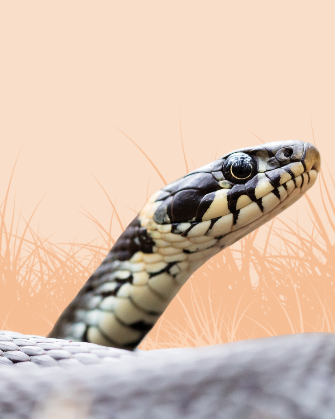 Snake