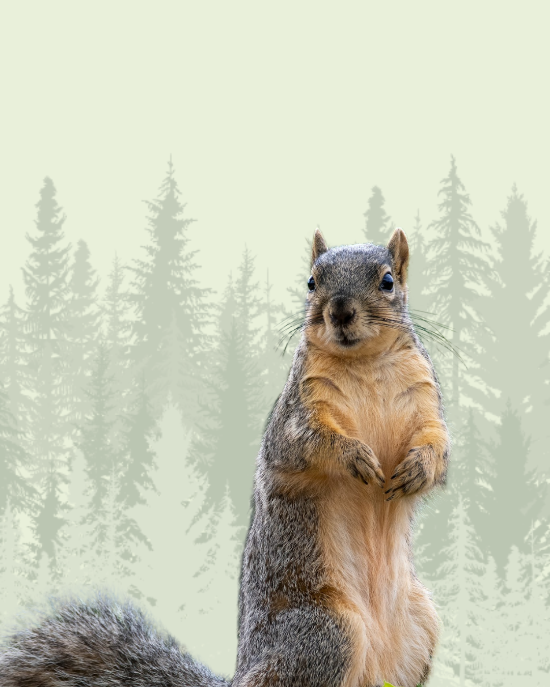 Squirrel