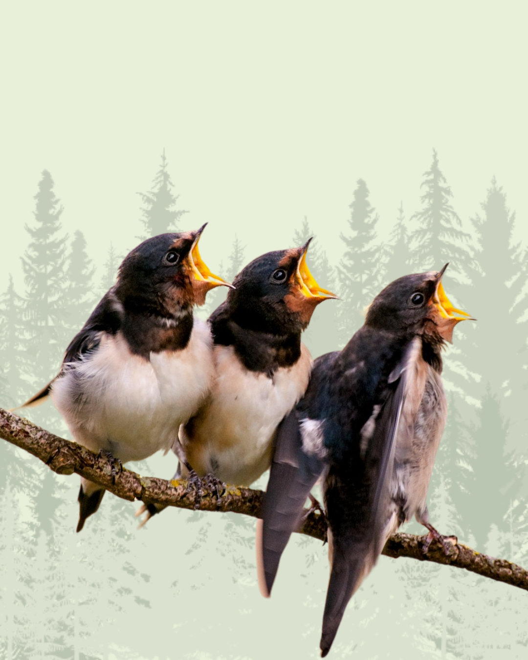 Swallow