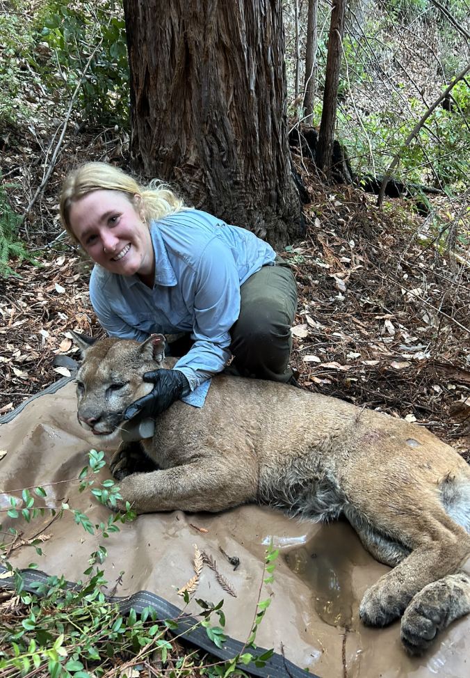 an image of guest Author Kaili Falk smiling at camera with a mountain lion, her subjects of research