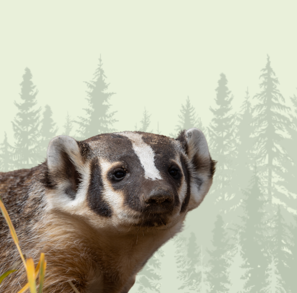 Badger