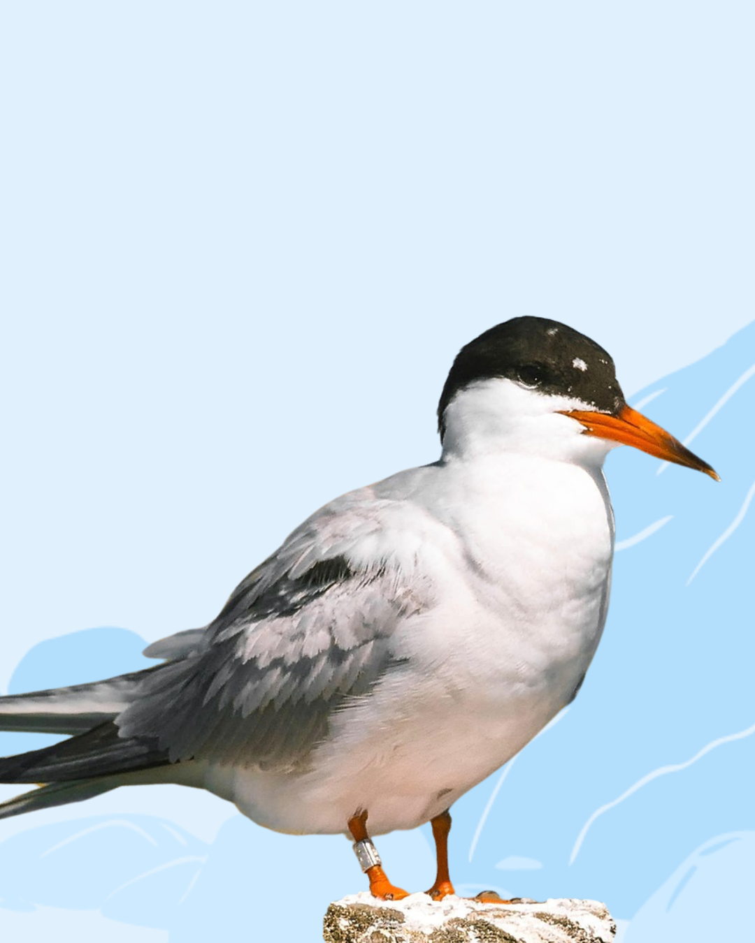 Tern