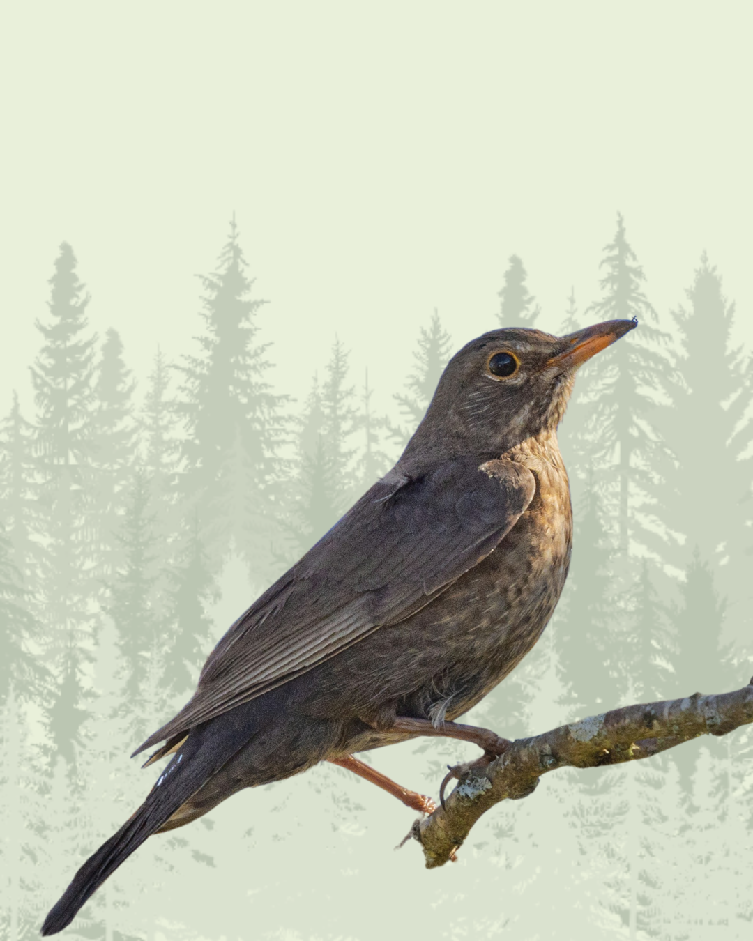 Thrush