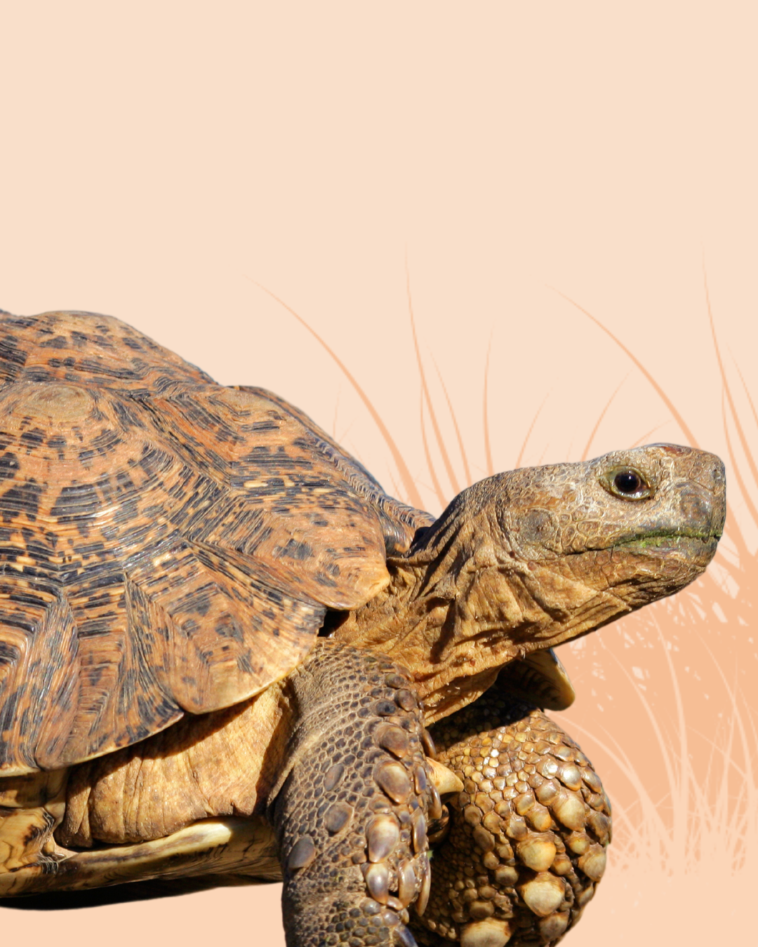 Tortoise