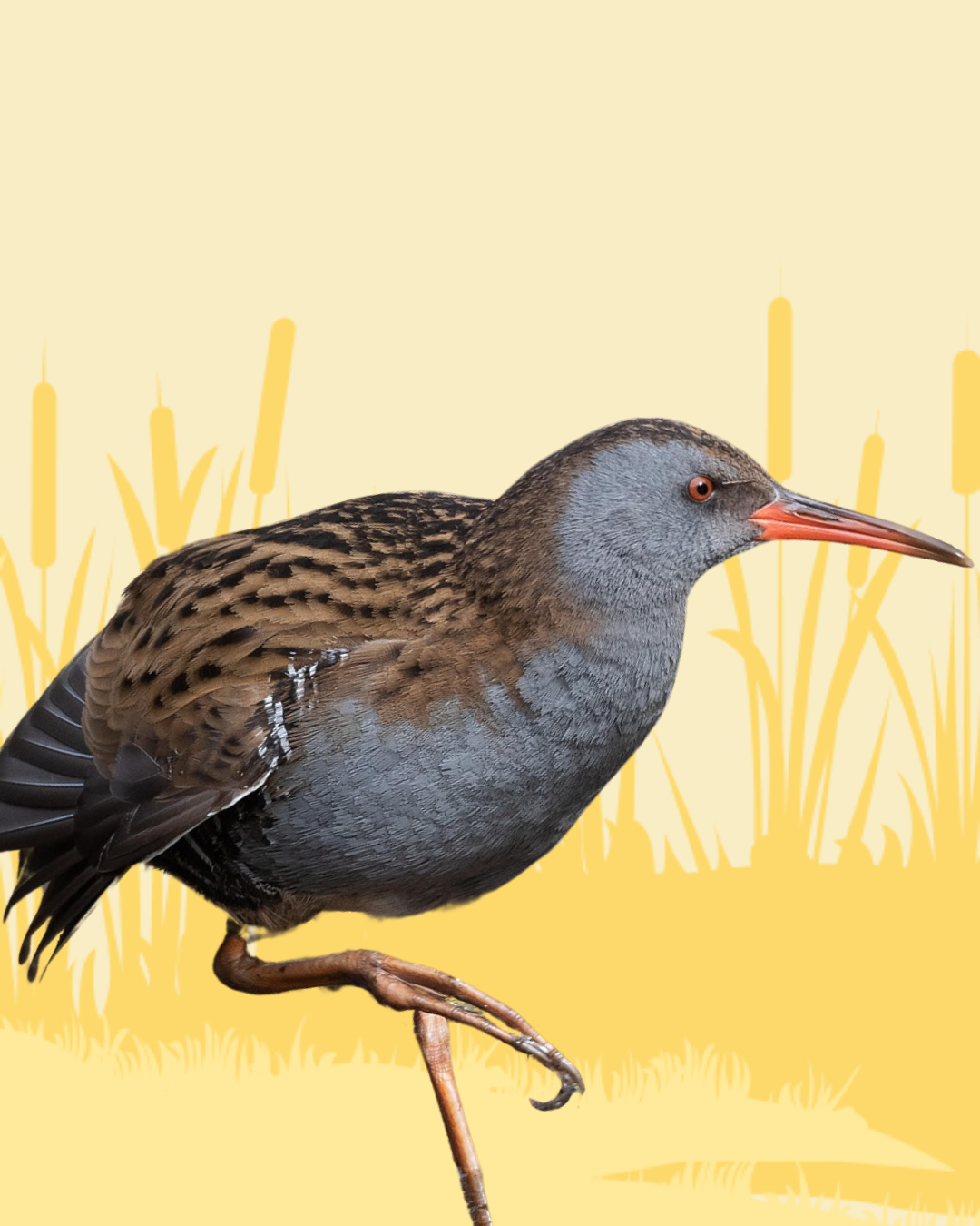 Virginia Rail