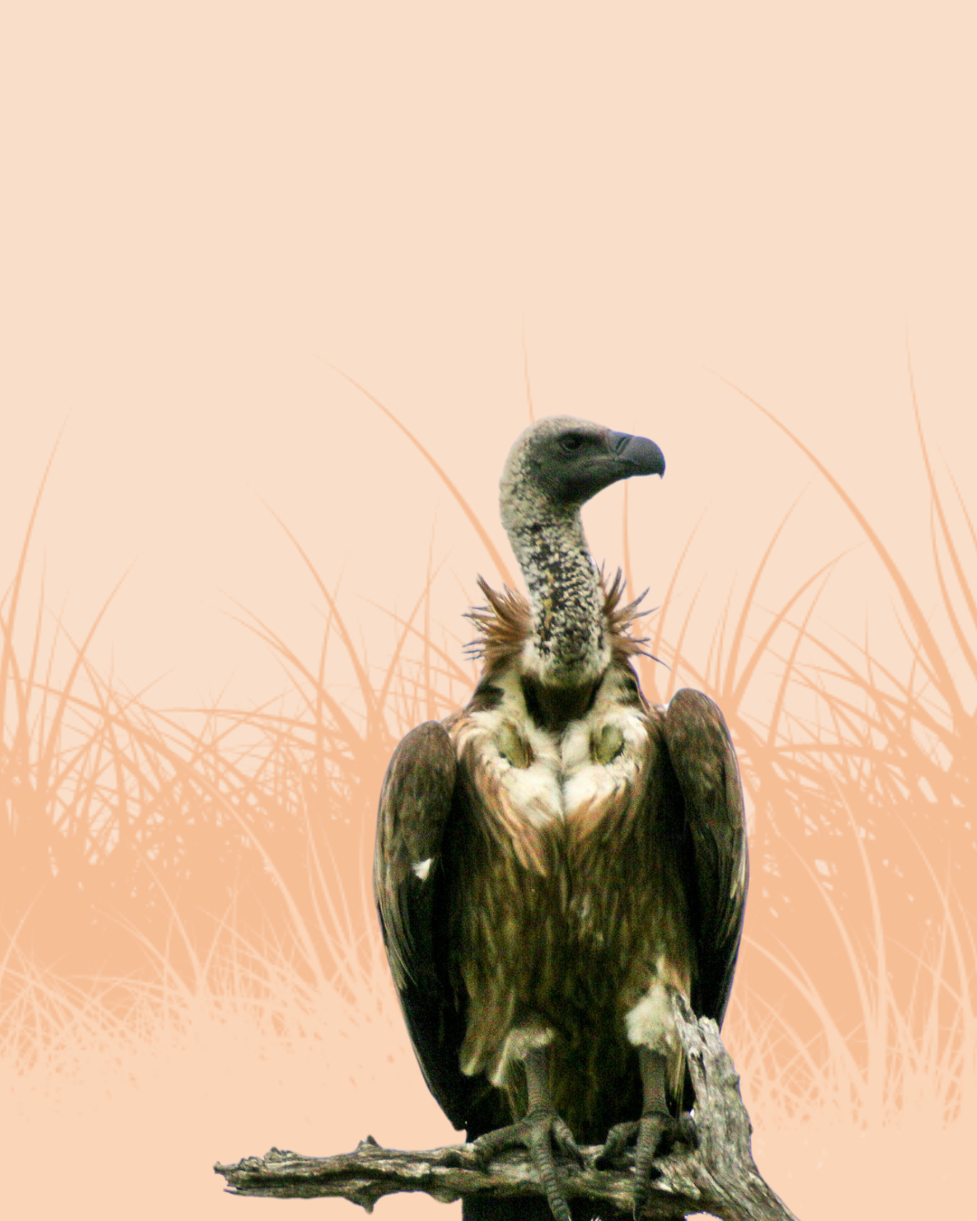 Vulture