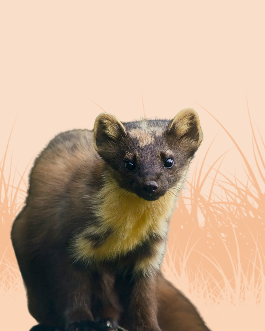Weasel