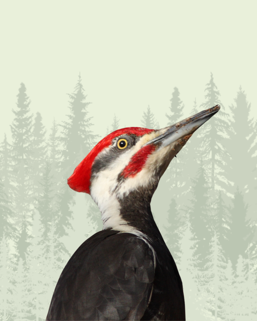 Woodpecker