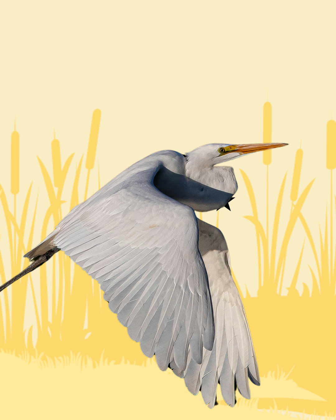 Egret