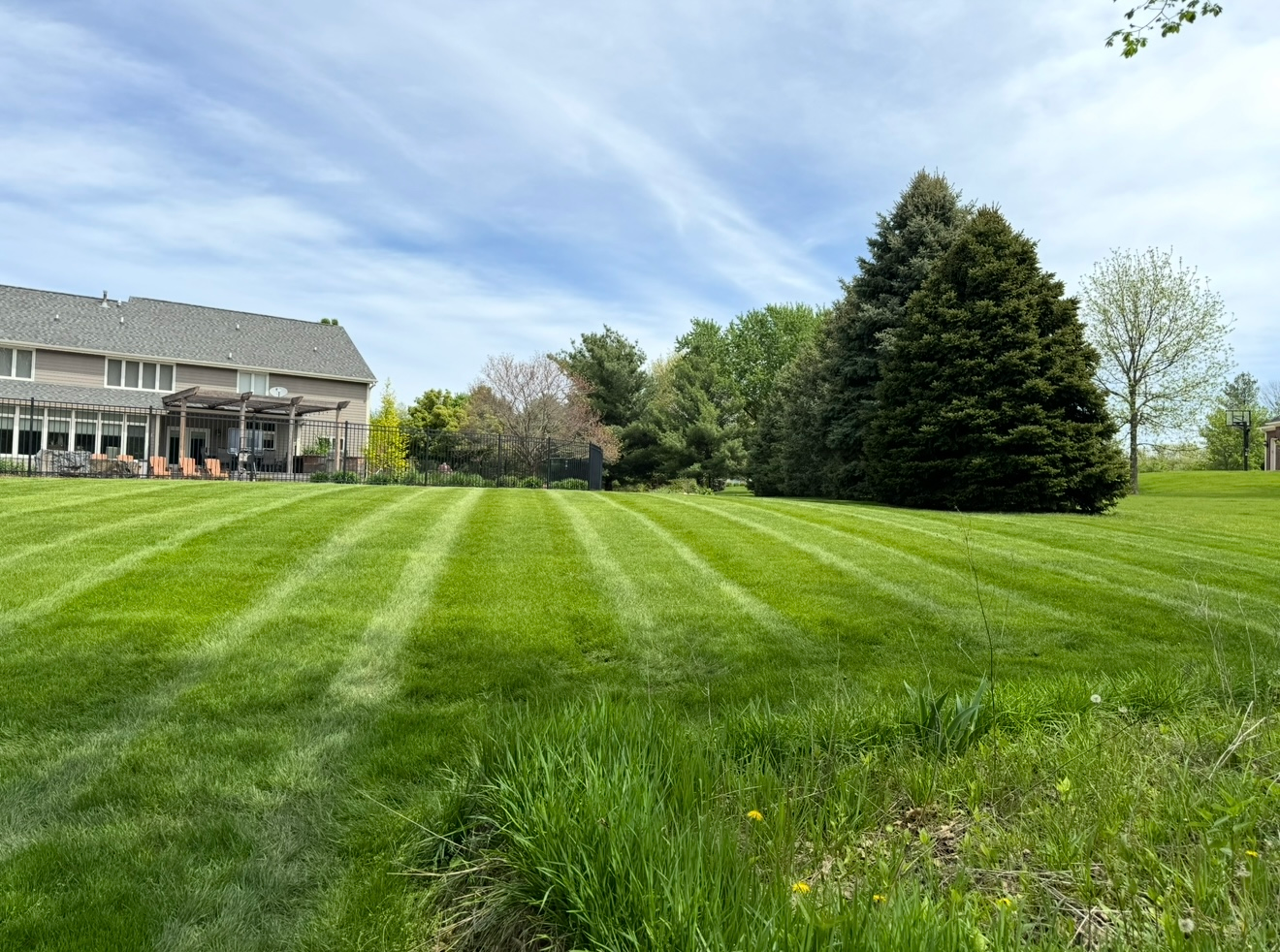 Lawn with striped mowing patterns beside a house and tall evergreen trees under a blue sky