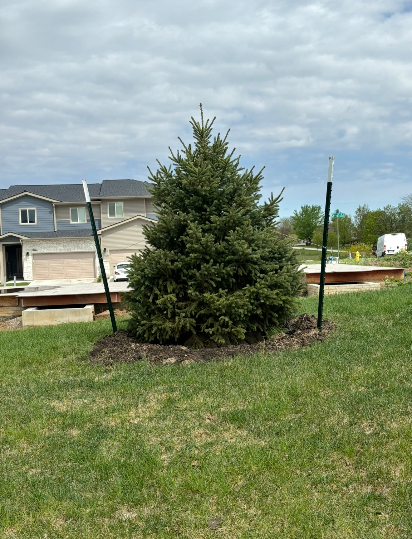 Small evergreen tree in a grassy yard with houses and cloudy sky in the background