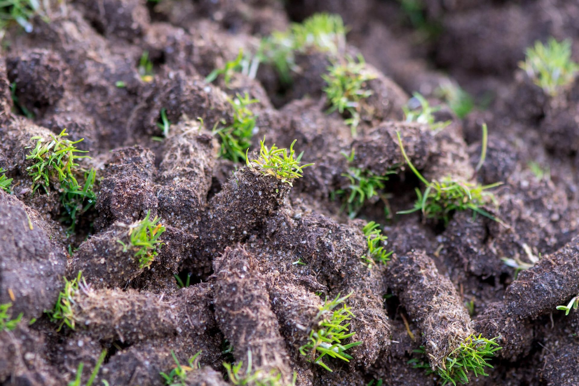 Close-up of aerated soil plugs left on a lawn after core aeration, showing small tufts of green grass.