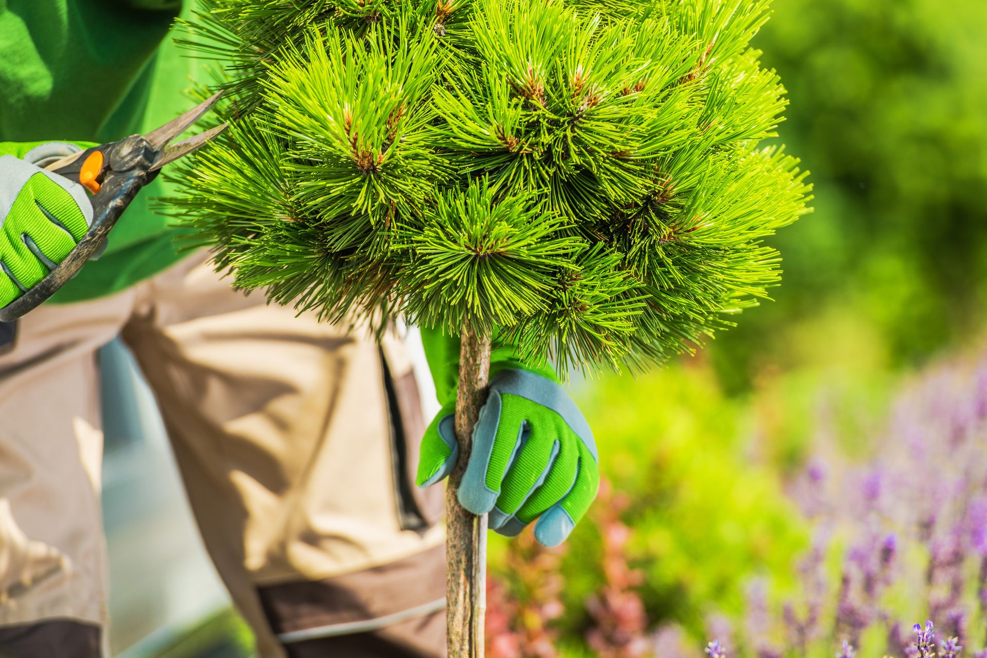 Gardener pruning a small pine tree with green gloves in a sunny garden
