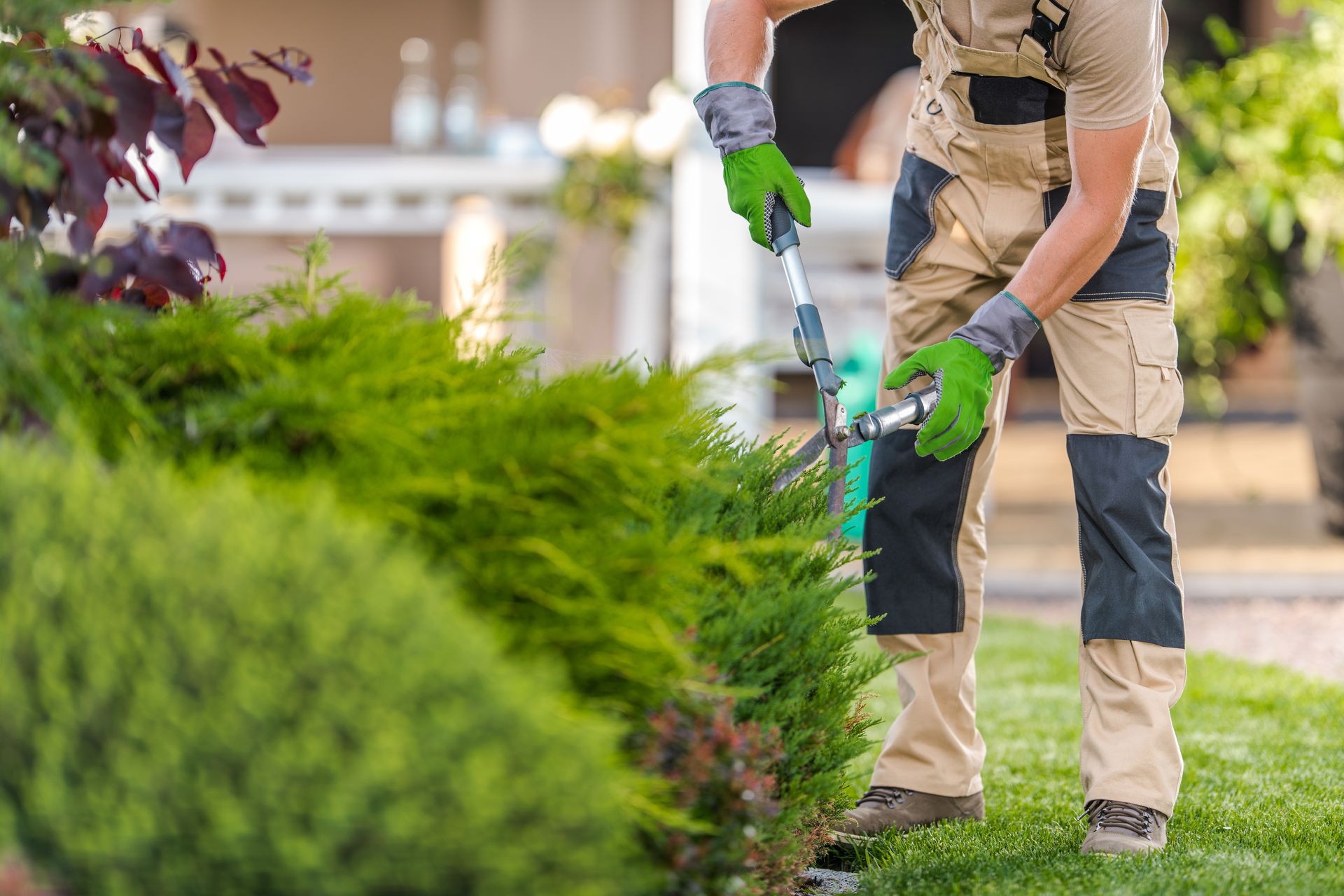 Gardener trimming a hedge with hedge trimmer, wearing gloves and work clothes in a landscaped yard