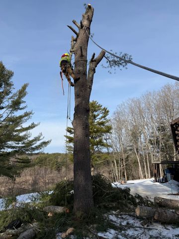 Arborist in safety gear climbing a tall tree on ropes in a snowy wooded yard