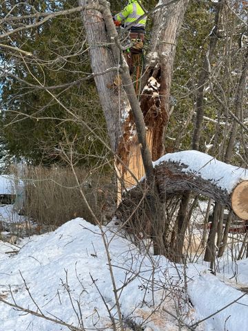 Worker trimming tree limbs in snowy woods, standing on a cut trunk near a large split tree.
