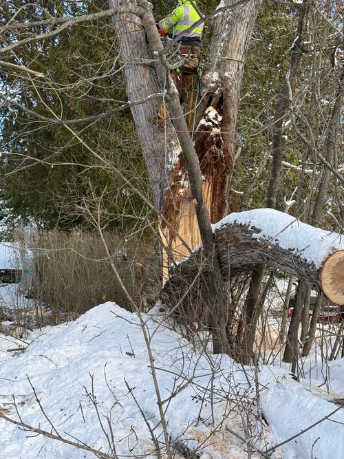 Worker trimming tree limbs in snowy woods, standing on a cut trunk near a large split tree.